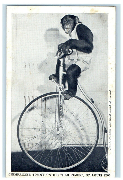 1948 Chimpanzee Tommy On His Old Timer St. Louis Zoo Unicycle Missouri Postcard