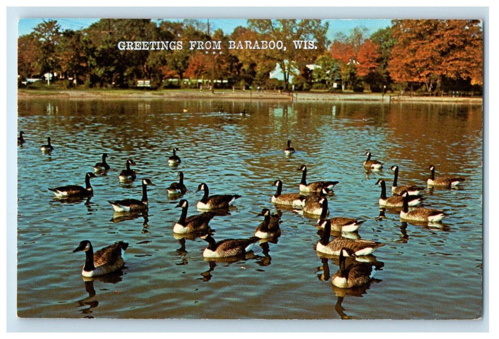 c1960s Swan Gathering, Greetings from Baraboo Wisconsin WI Postcard