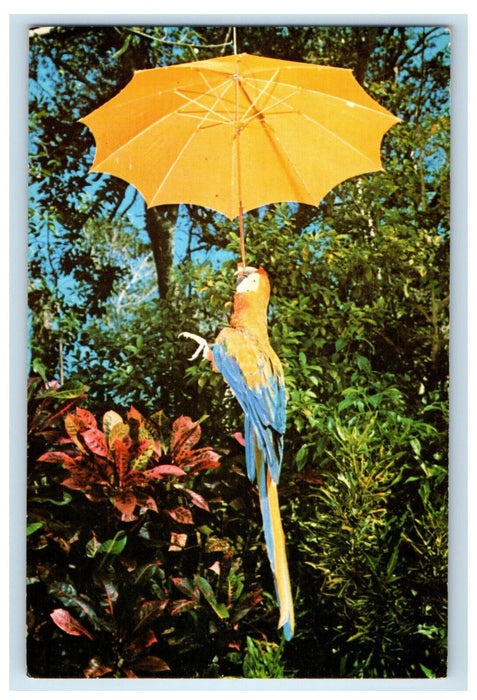 1966 Parrot with Yellow Umbrella Parrot Jungle Miami Florida FL Postcard