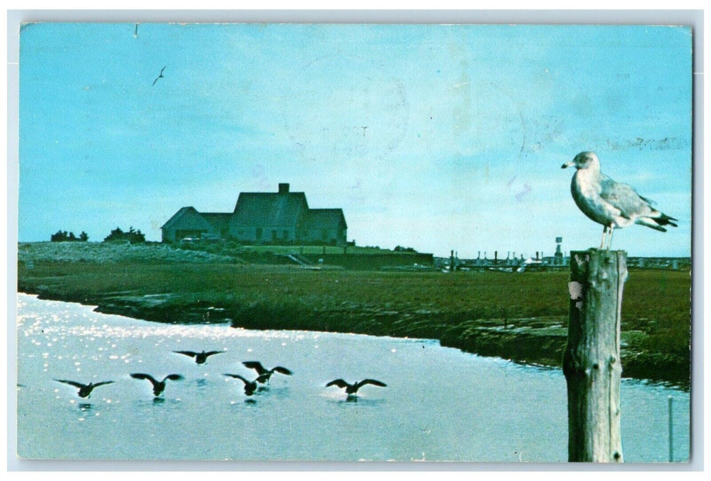 Safe Landing Seagulls Martha's Vineyard Nantucket Massachusetts MA Postcard