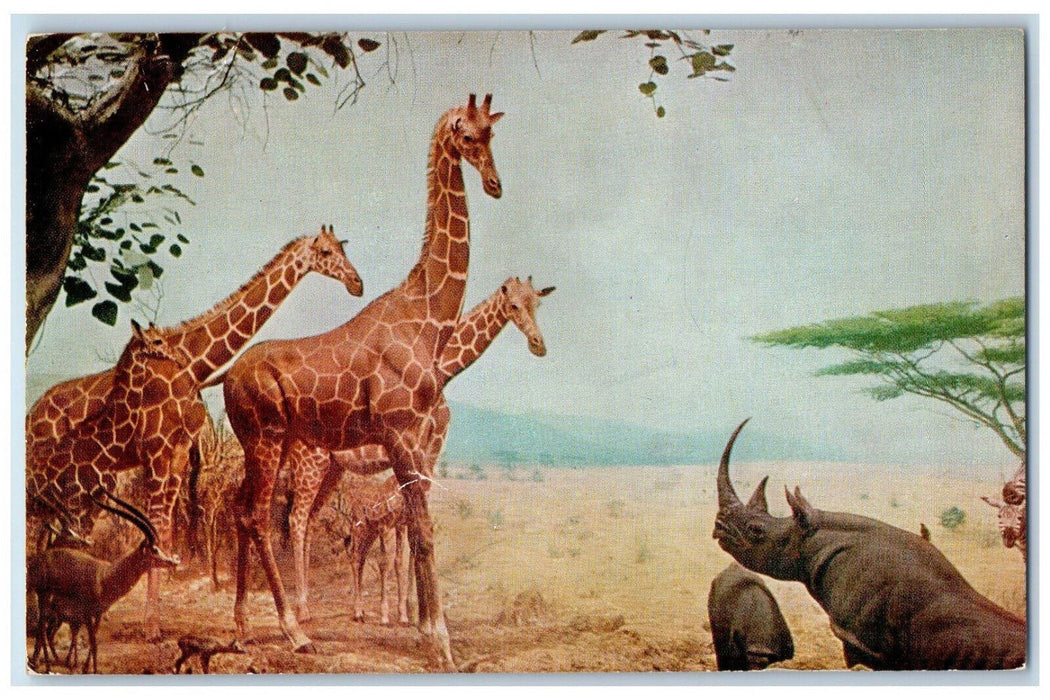 c1950s Abyssinian Water-Hole Chicago Natural History Museum Illinois IL Postcard