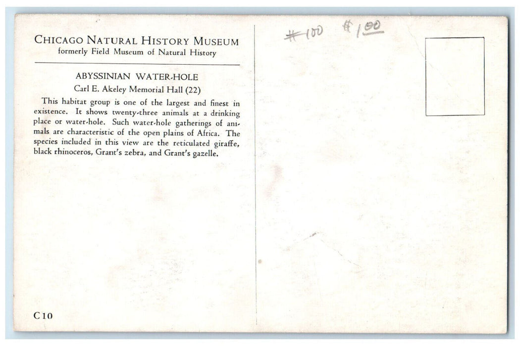 c1950s Abyssinian Water-Hole Chicago Natural History Museum Illinois IL Postcard