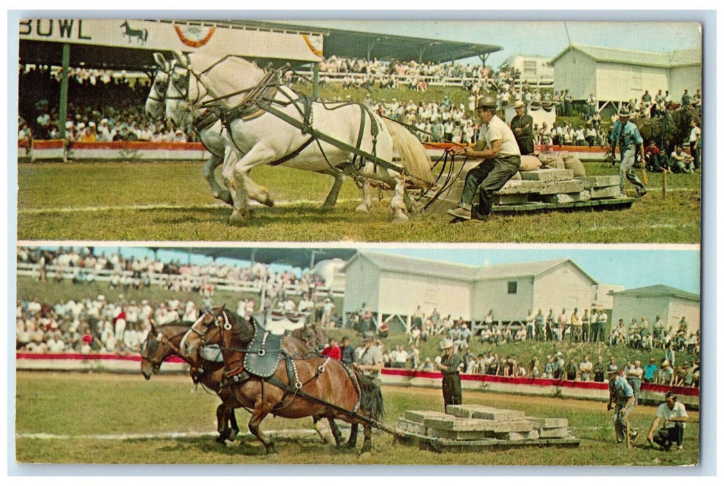 c1960s Two Horses at State Fair of West Virginia Roncevert WV Postcard