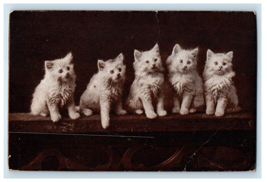 1909 Five Cute Cats Kittens Studio Portrait Vandalia Michigan MI Postcard