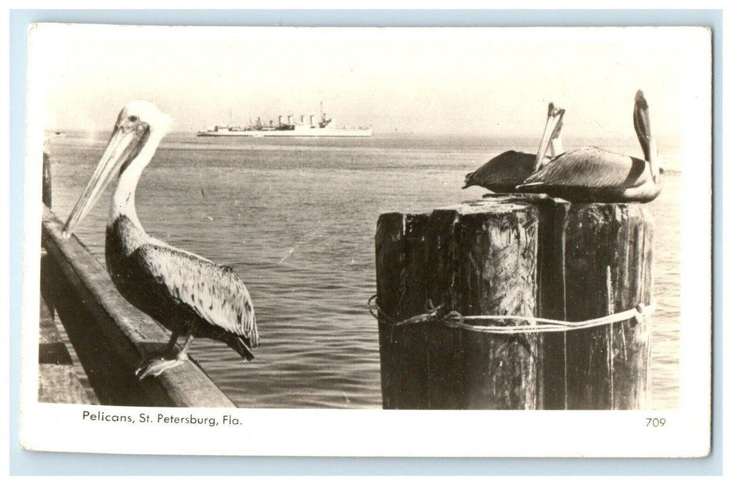 c1905 Pelicans St. Steamboat Scene Petersburg Florida FL Undivided Back Postcard