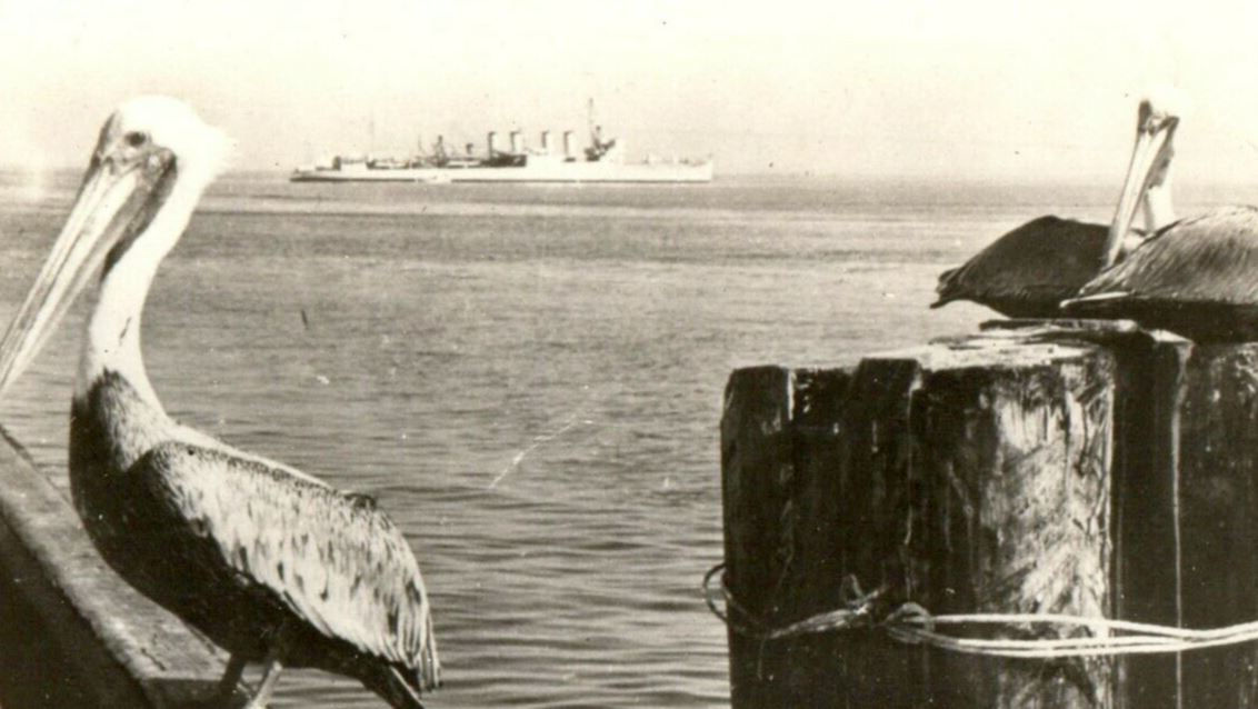 c1905 Pelicans St. Steamboat Scene Petersburg Florida FL Undivided Back Postcard