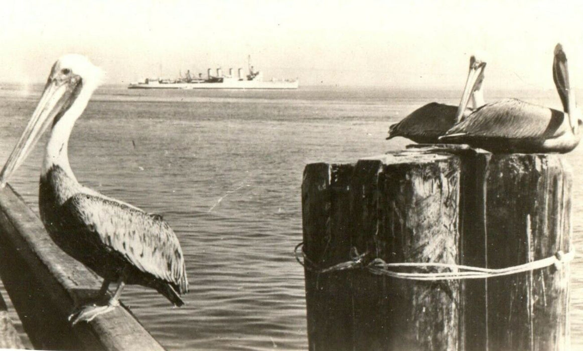 c1905 Pelicans St. Steamboat Scene Petersburg Florida FL Undivided Back Postcard