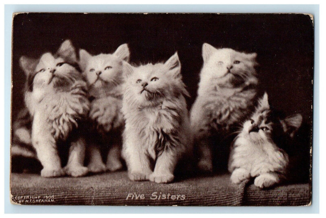 1908 Five Sisters Cats Kittens Studio Portrait Grand Rapids Michigan MI Postcard