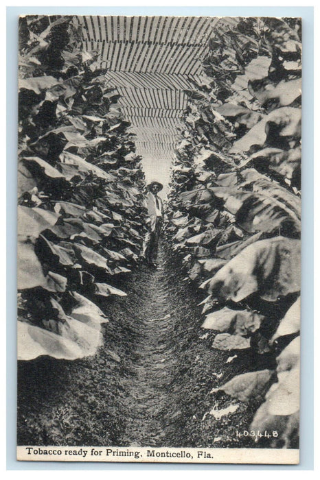 c1910 Tobacco Ready for Priming Monticello Florida FL Posted Postcard
