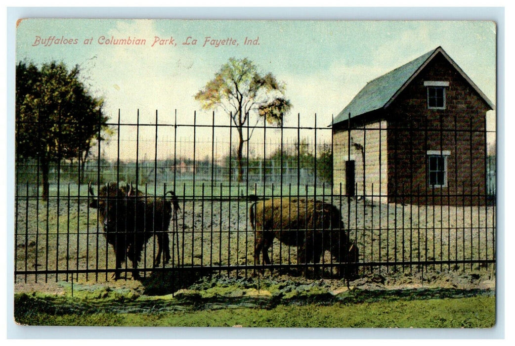 1910 Buffaloes at Columbian Park, La Fayette Indiana IN Postcard