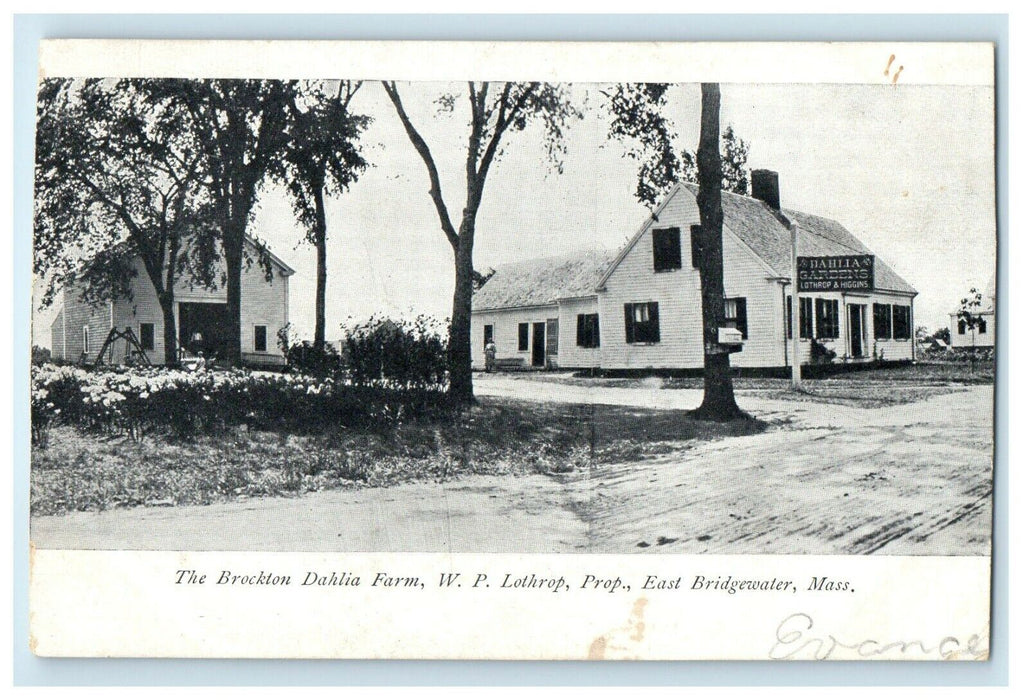 1905 The Brockton Dahlia Farm, East Bridgewater Massachusetts MA Postcard