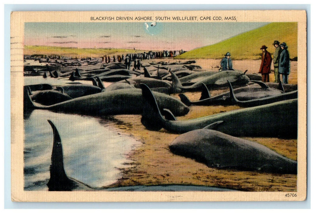 1947 Blackfish Driven Ashore, South Welfleet, Massachusetts MA Postcard
