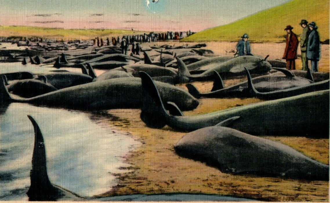 1947 Blackfish Driven Ashore, South Welfleet, Massachusetts MA Postcard