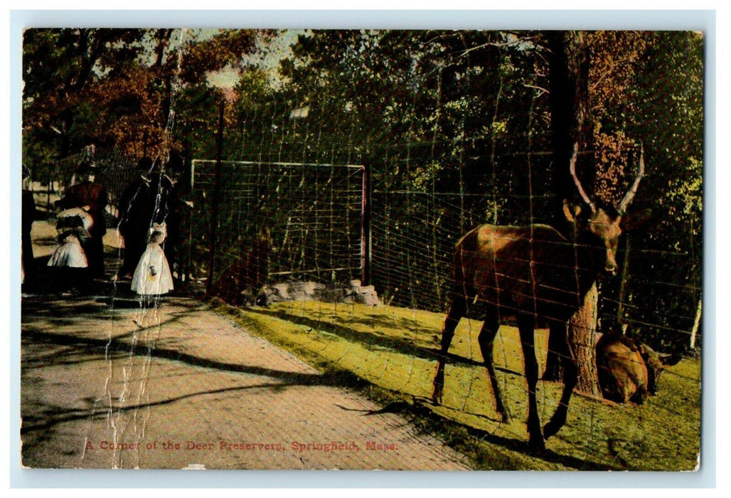 c1910 A Corner Of The Deer Preservers Springfield Massachusetts MA Postcard
