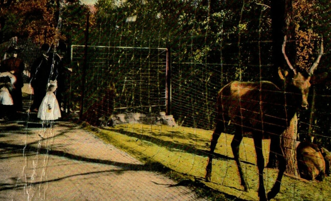 c1910 A Corner Of The Deer Preservers Springfield Massachusetts MA Postcard