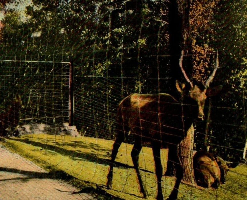 c1910 A Corner Of The Deer Preservers Springfield Massachusetts MA Postcard