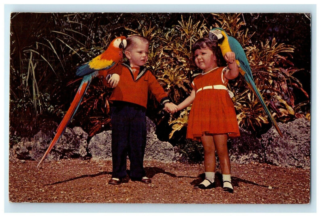 1908 Parrots Pose With You At Miami's Beautiful Parrot Jungle Florida Postcard
