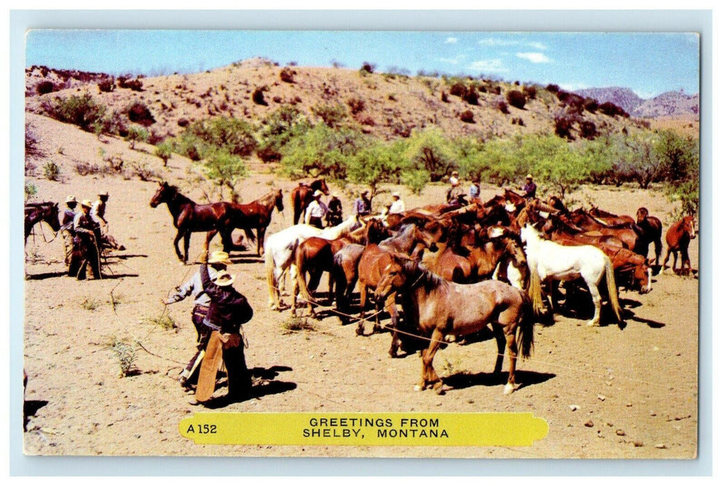 Greetings From Shelby Montana MT Cowboy Horses Postcard