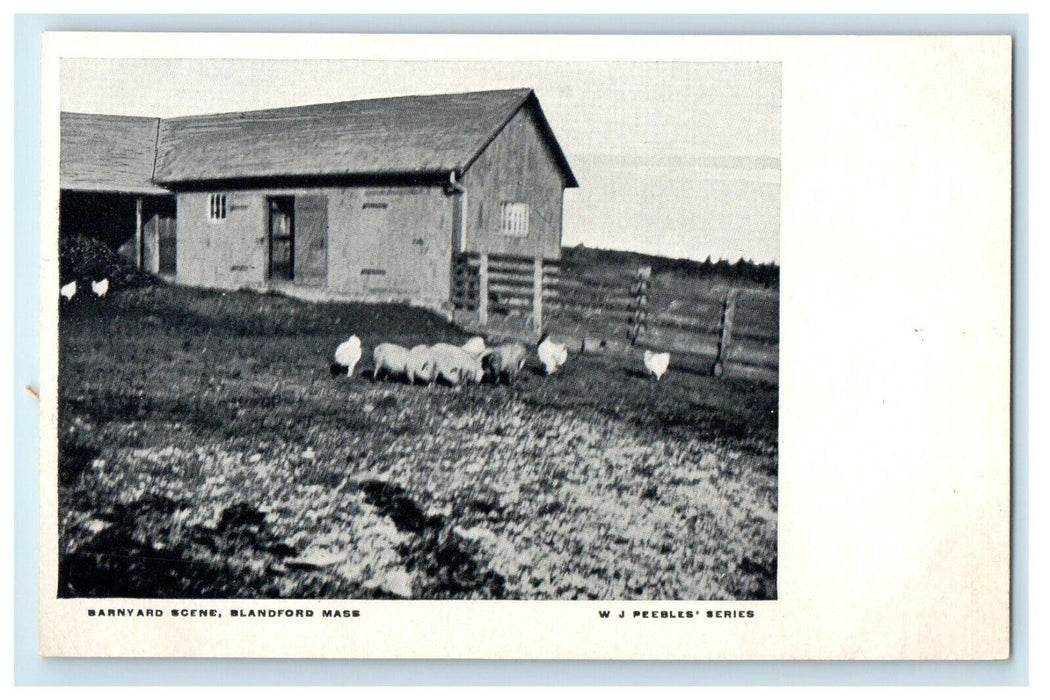c1905s Barnyard Scene, Blandford, Massachusetts MA Unposted Antique Postcard