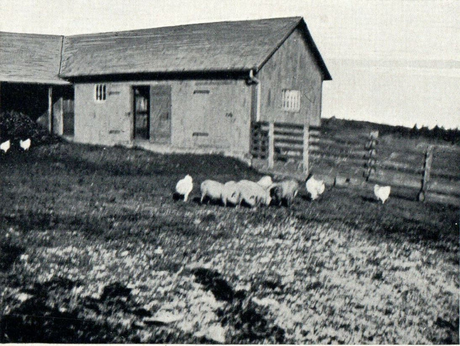 c1905s Barnyard Scene, Blandford, Massachusetts MA Unposted Antique Postcard