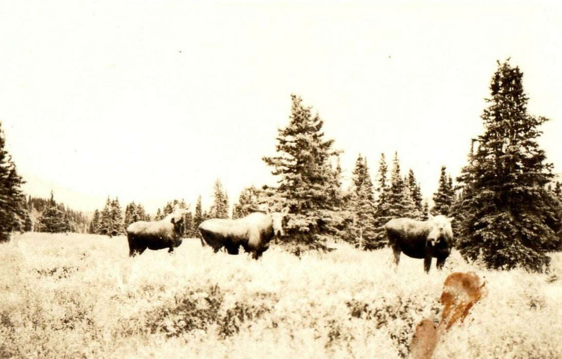 c1940's Moose Wild Animals Wild West RPPC Photo Postcard