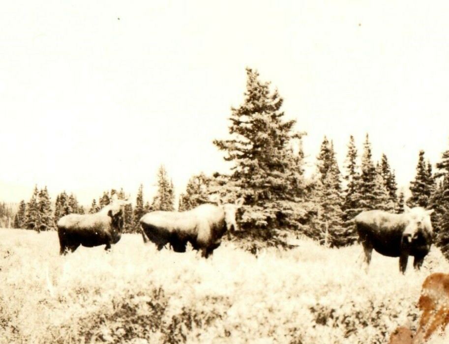 c1940's Moose Wild Animals Wild West RPPC Photo Postcard