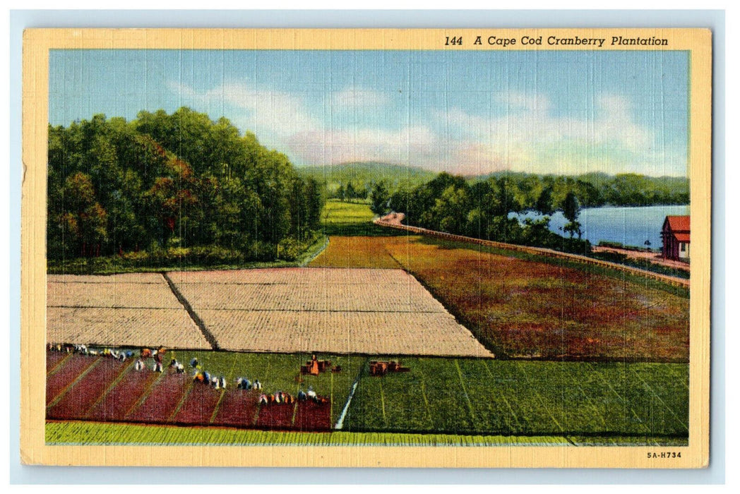 1944 A Cape Cod Cranberry Plantation, Massachusetts MA Vintage Posted Postcard