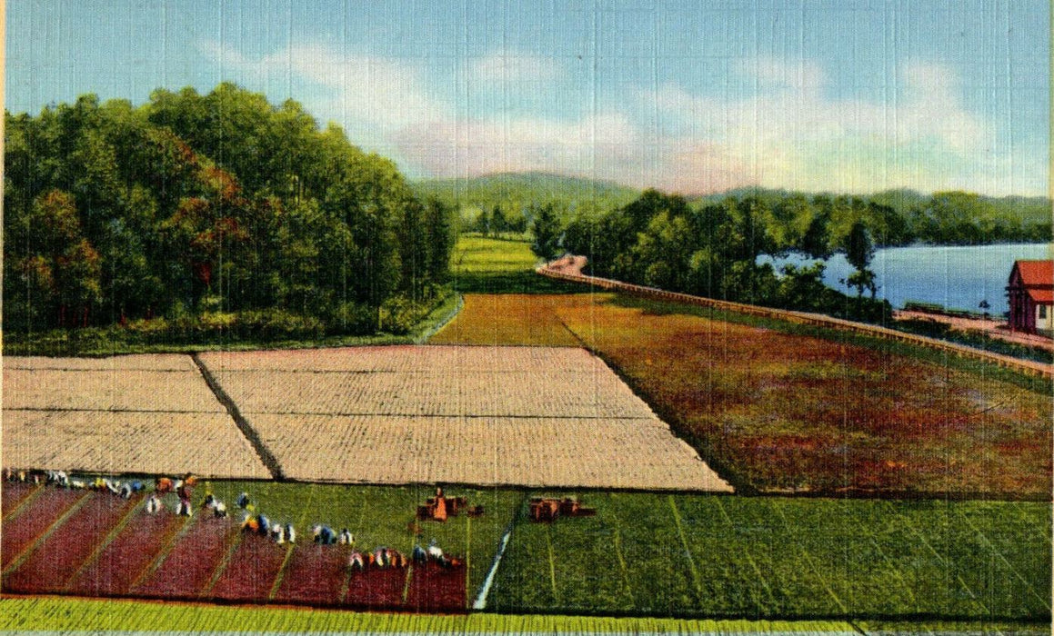 1944 A Cape Cod Cranberry Plantation, Massachusetts MA Vintage Posted Postcard