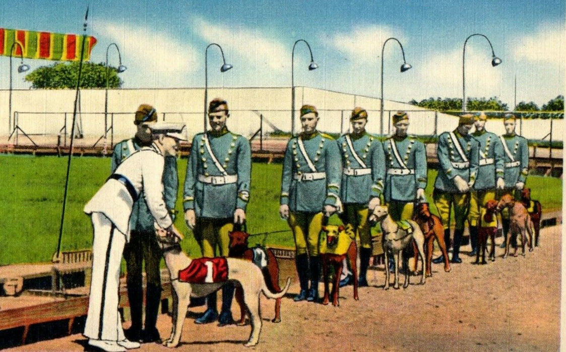 c1940's Greyhound Dog Racing Is Popular In Florida FL Antique Postcard