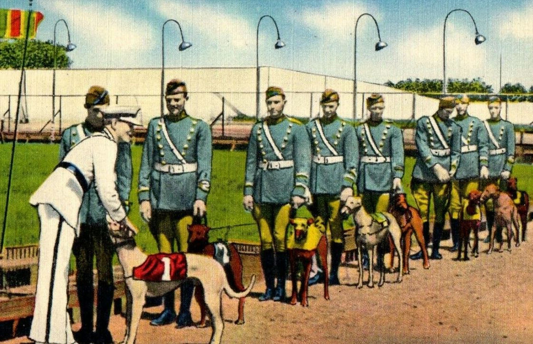 c1940's Greyhound Dog Racing Is Popular In Florida FL Antique Postcard