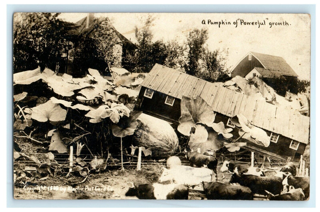 1909 Exaggerated Farming Pumpkin House Garden Marion Ohio OH RPPC Photo Postcard