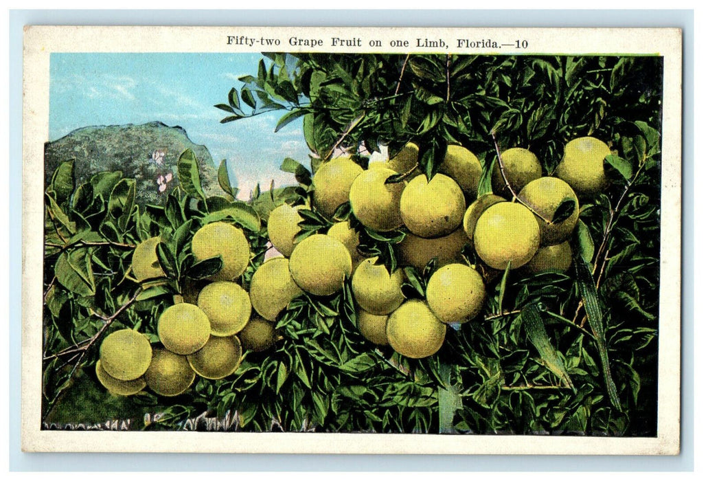 c1930s Fifty Two Grape Fruit on One Limb, Florida FL Posted Postcard