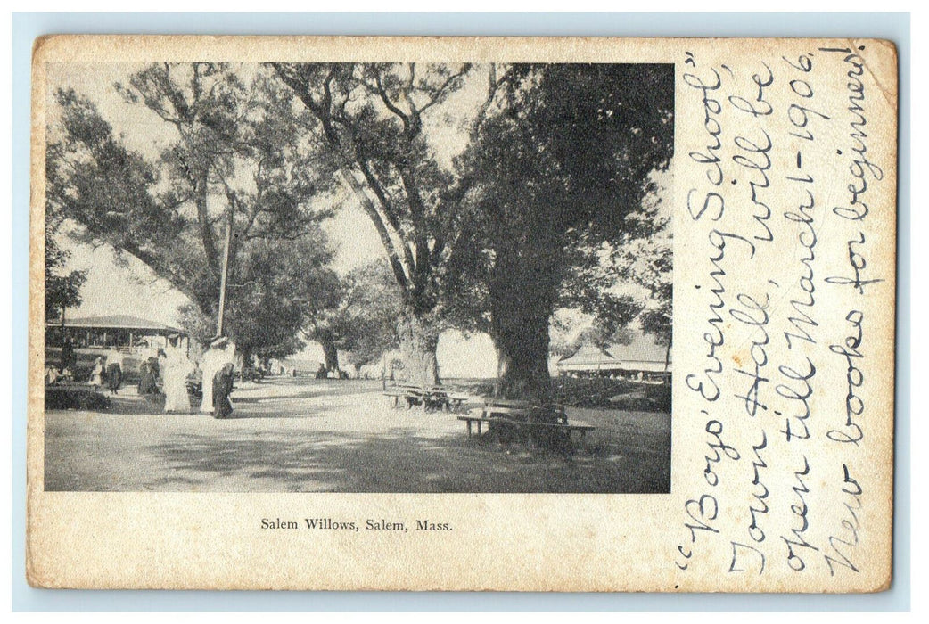 1906 Tree Park, Salem Willows, Salem Massachusetts MA Posted Postcard