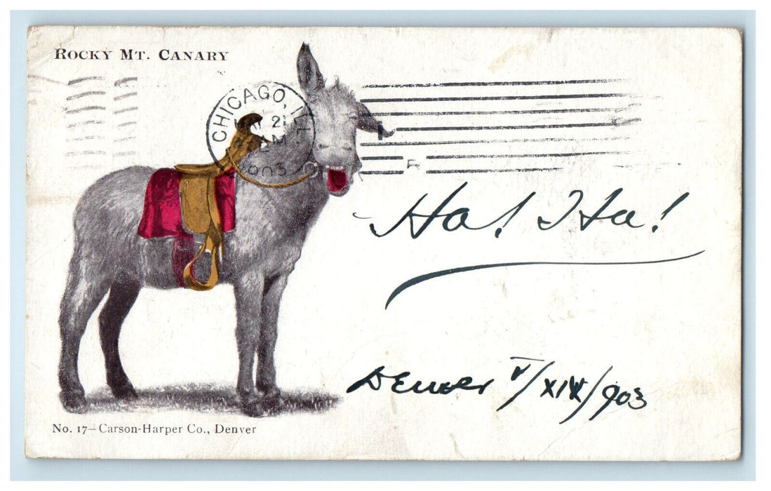1903 Buck with Bridle, Rocky Mount Canary Posted Antique PMC Postcard