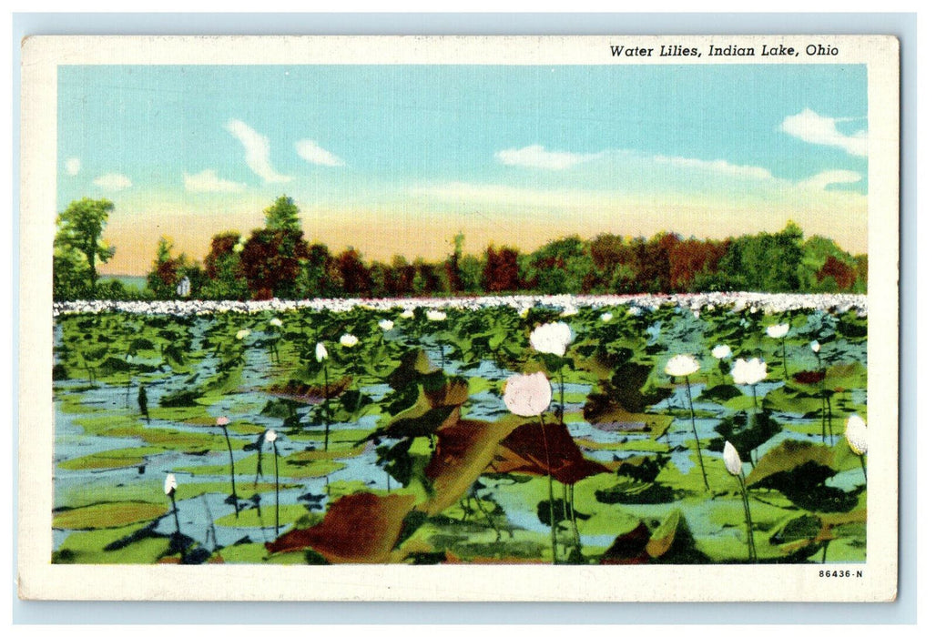 c1940s Water Lilies Indian Lake, Ohio OH Unposted Vintage Postcard