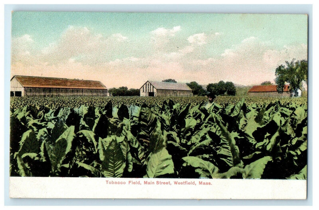 c1905 Tobacco Field Main Street Westfield Massachusetts MA Antique Postcard