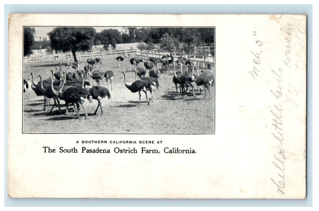 1902 Ostrich Scene, South Pasadena Ostrich Farm CA Lafayette IN PMC Postcard
