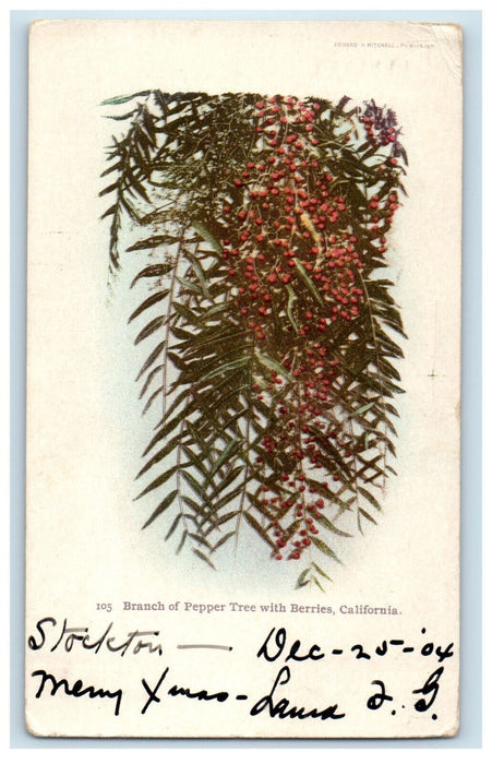 1904 Branch of Pepper Tree with Berries California CA PMC Posted Postcard