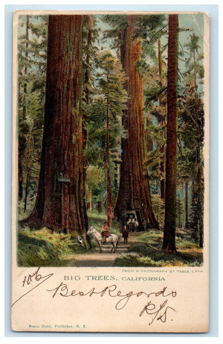 1901 Big Trees California CA PMC Antique Posted Franz Huld Postcard
