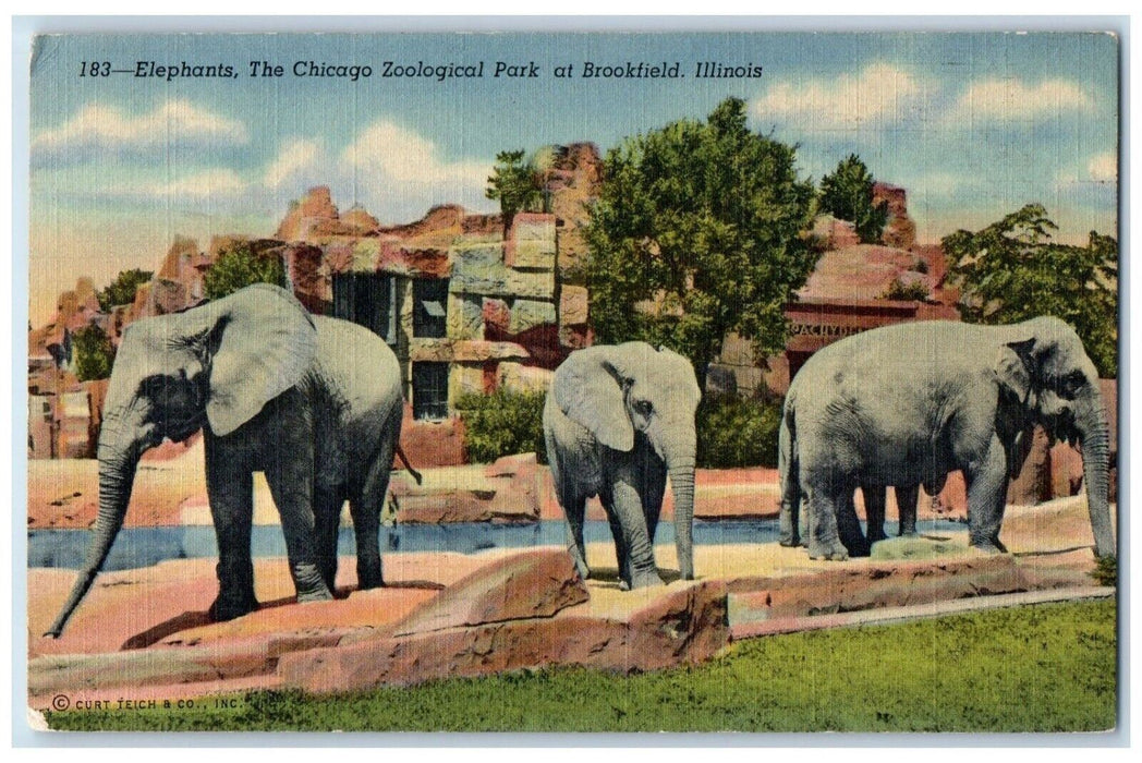 1950 Elephants The Chicago Zoological Park At Brookfield Illinois IL Postcard