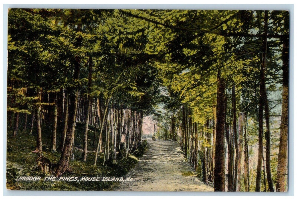 c1910's Through The Pines Forest Mouse Island Maine ME Unposted Antique Postcard