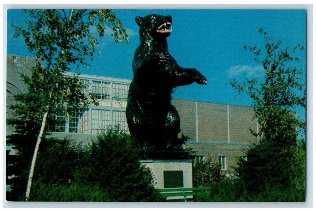 c1960's Fighting Black Bear Statue, The University of Maine ME Vintage Postcard