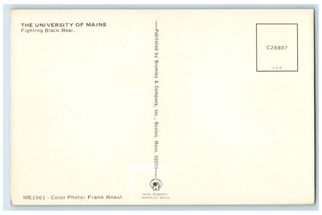c1960's Fighting Black Bear Statue, The University of Maine ME Vintage Postcard