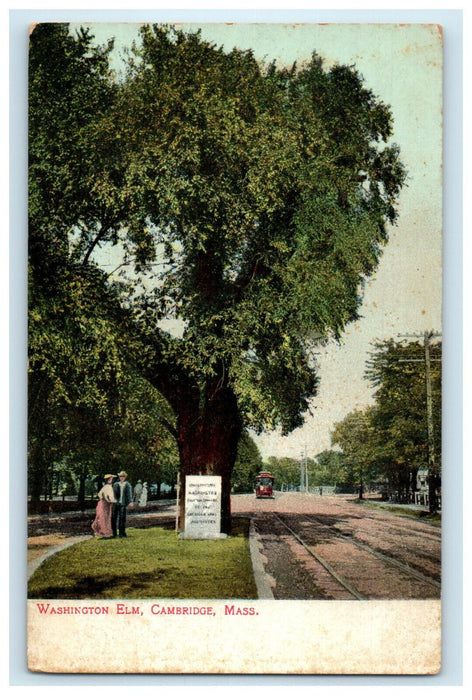 c1910s Lovers Under Washington Elm, Cambridge Massachusetts MA Postcard