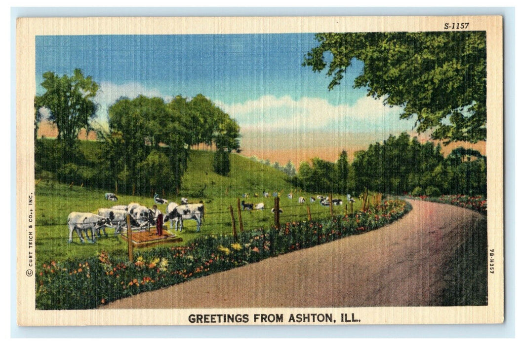 Greetings From Ashton Illinois Cows 1950 Vintage Antique Postcard