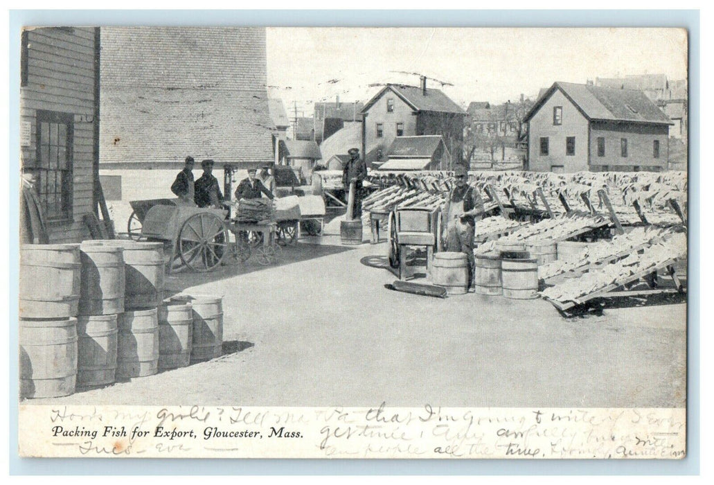 1906 Packing Fish for Export, Gloucester Massachusetts MA Postcard