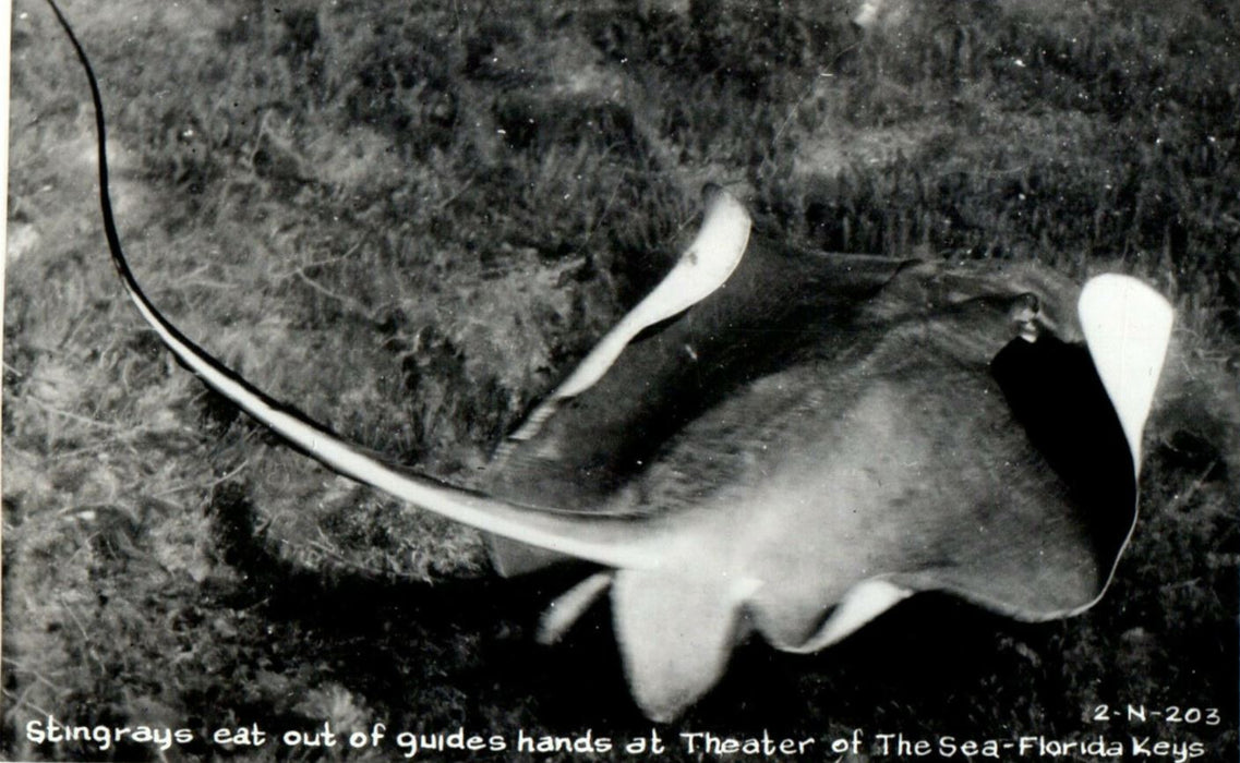 c1950 Stingrays Eat Out of Guides Hands Theater of The Sea Florida RPPC Postcard