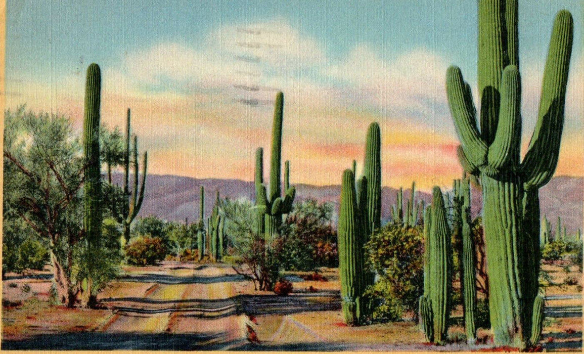 1945 Giant Sahuaros, A Road on Desert in Arizona AZ Posted Vintage Postcard
