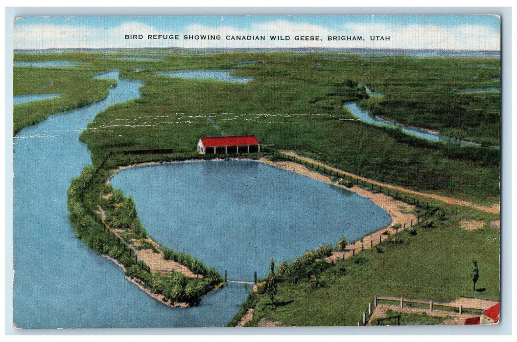 c1940's Bird Refuge Showing Canadian Wild Geese, Brigham Utah UT Postcard