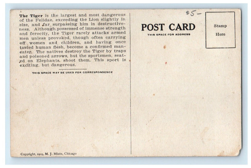 c1930's African Tiger Zoo Art Hunting Canoe Chicago Illinois IL Vintage Postcard